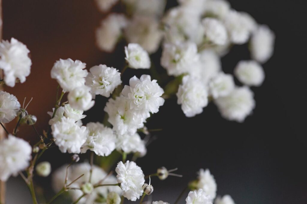 Baby’s Breath Flowers